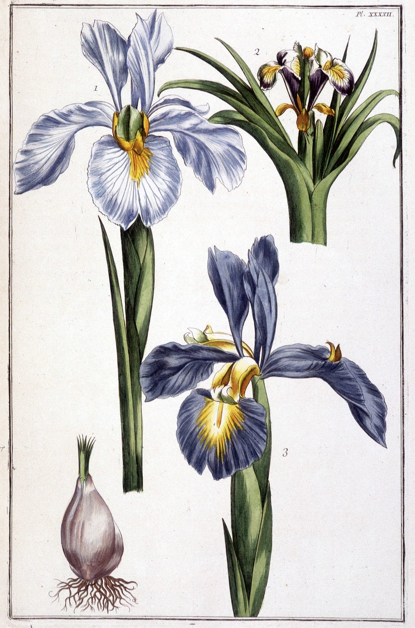 Image inconnue - Maria Sibylla Merian