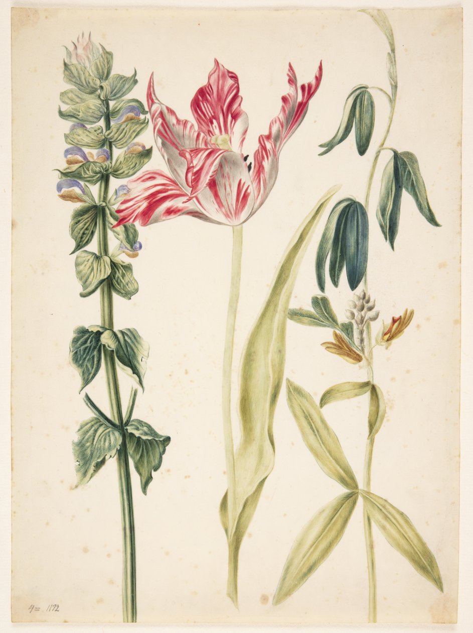 3 fleurs, au centre une tulipe - Maria Sibylla Merian