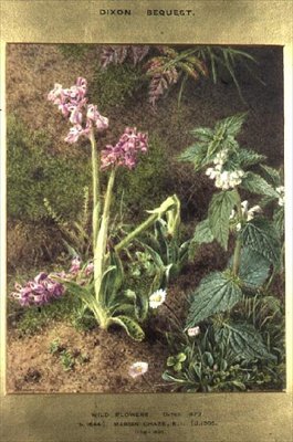 Fleurs sauvages - Marian Emma Chase