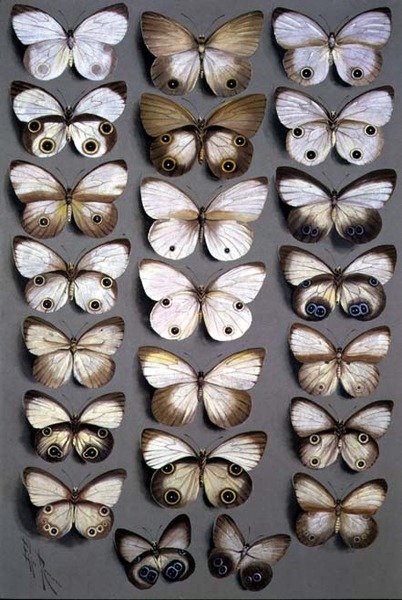 Papillons papous 2 - Marian Ellis Rowan