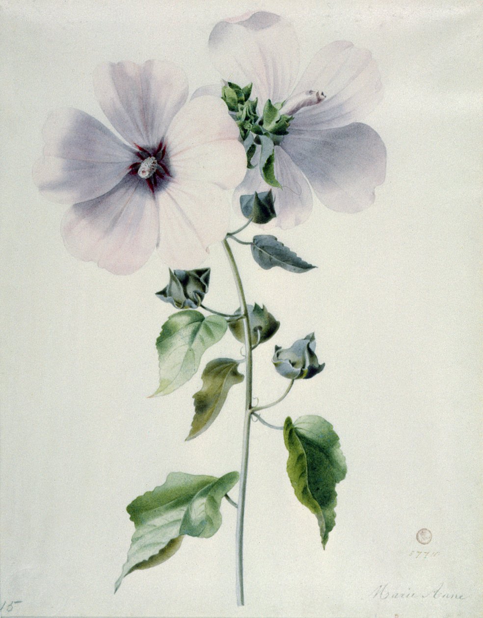 Mauve musquée - Marie Anne