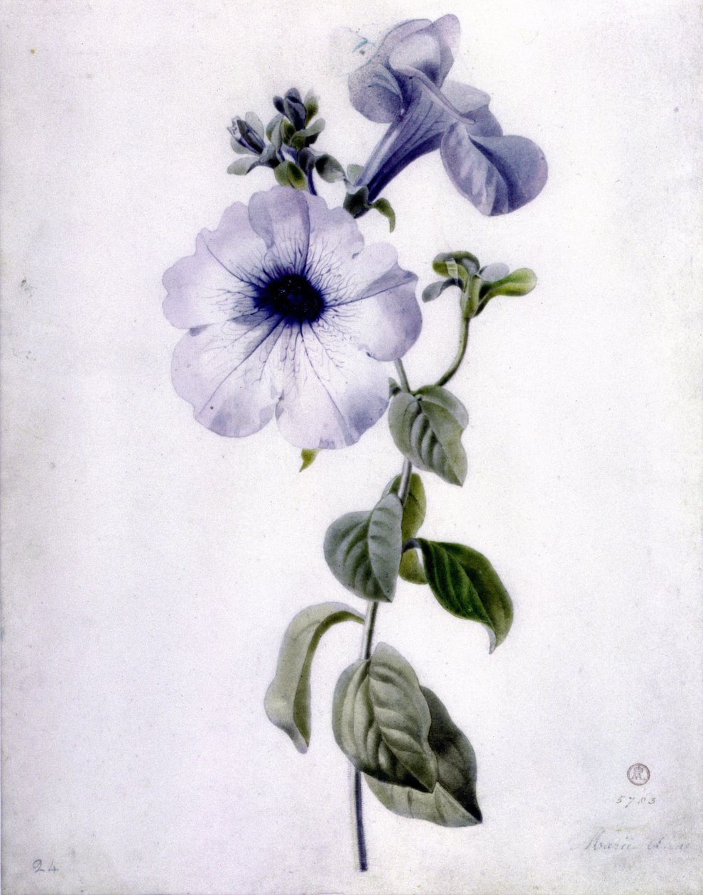 Pétunia - Marie Anne