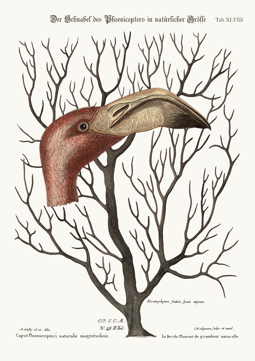 Le bec du flamant dans ses dimensions complètes, 1749-73 - Mark Catesby