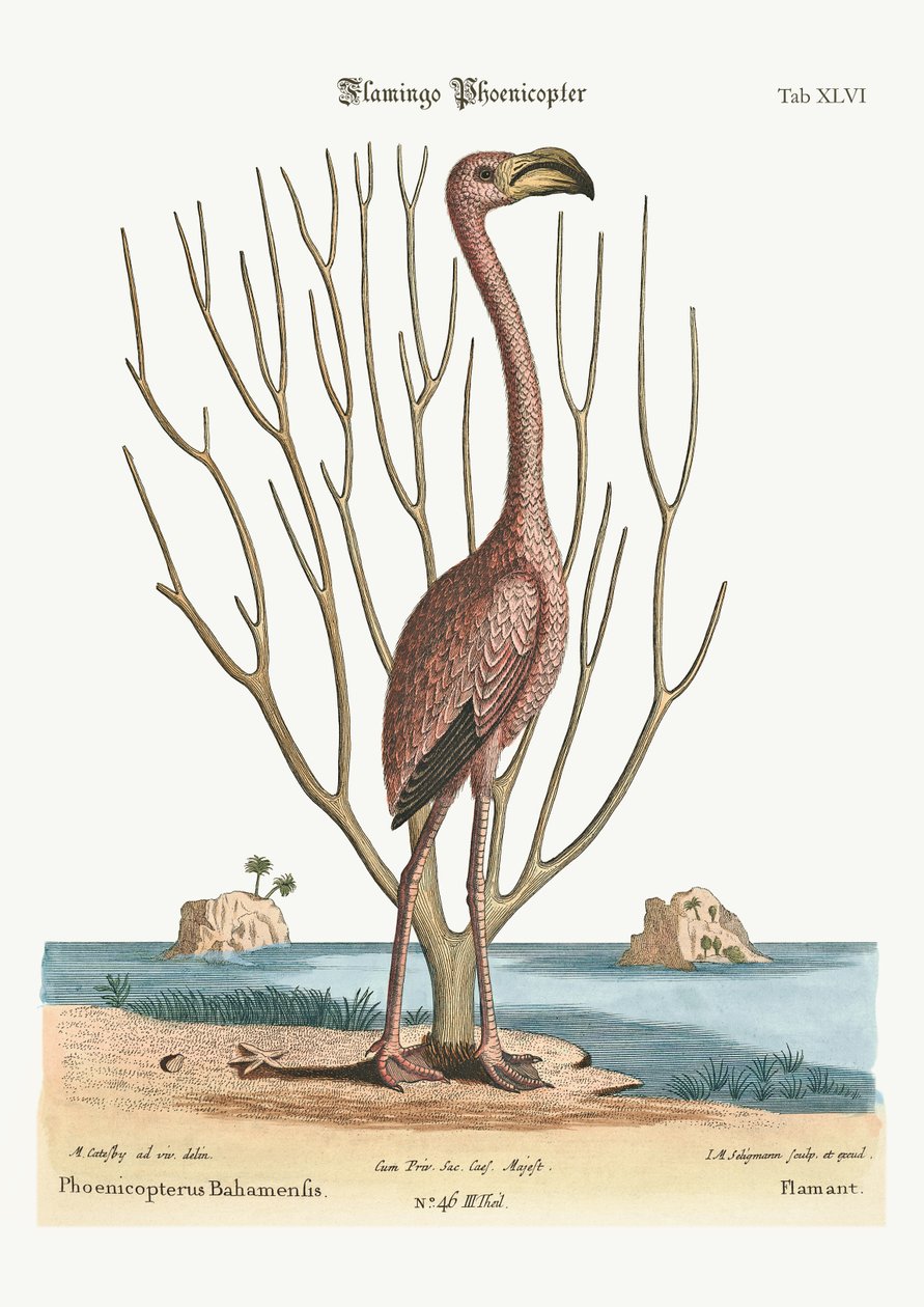 Le Flamant rose, 1749-73 - Mark Catesby