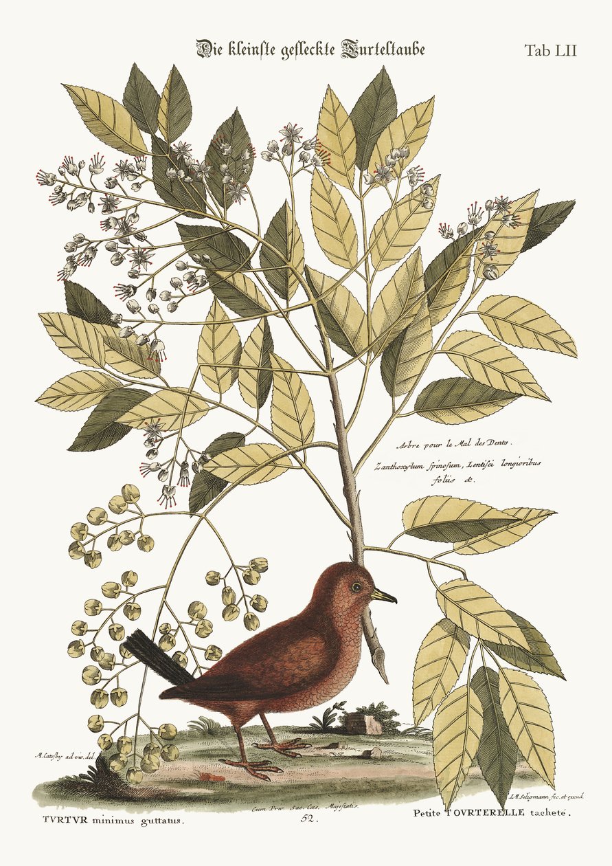 La Colombe terrestre, 1749-73 - Mark Catesby