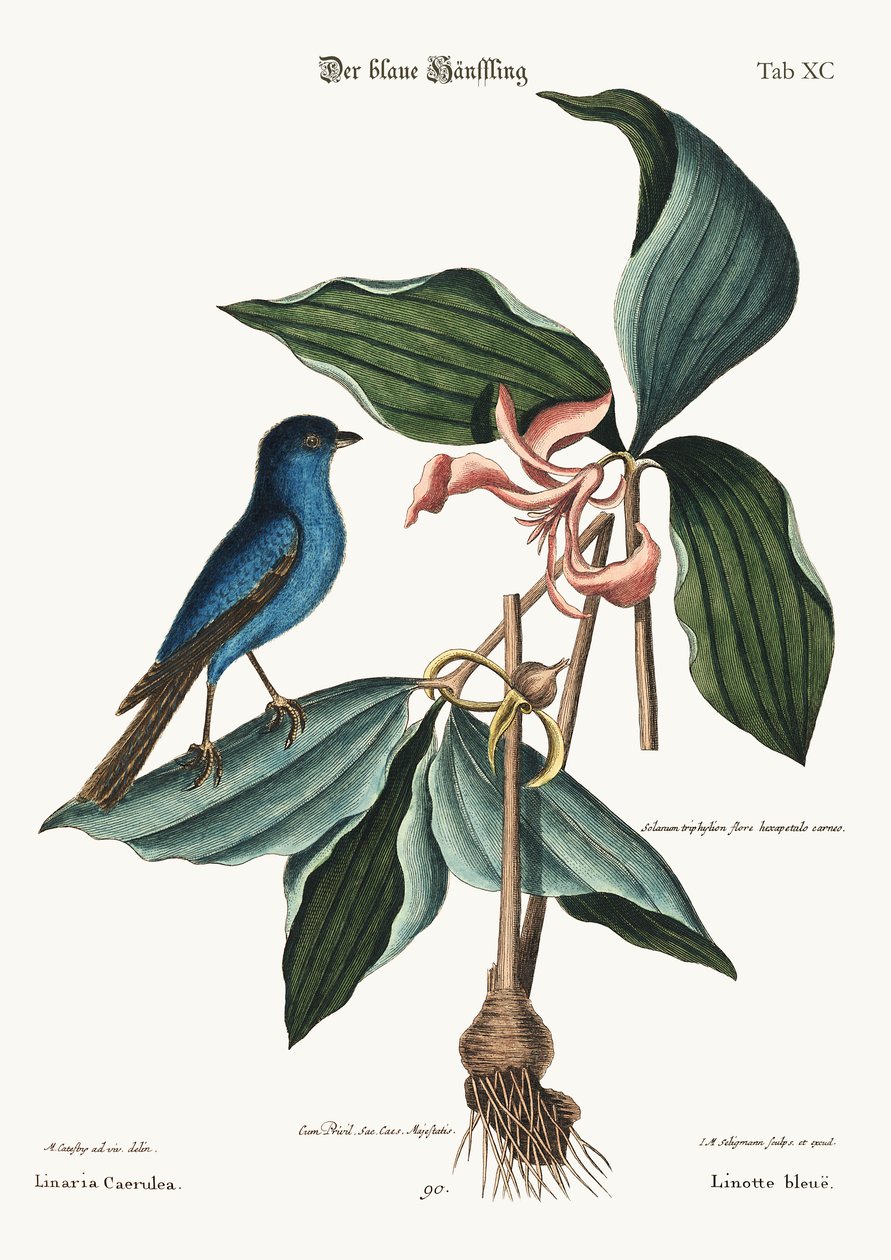 Le linotte bleue - Mark Catesby