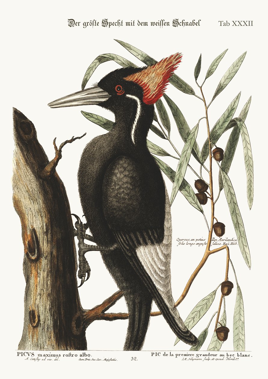 Le plus grand pic à bec blanc, 1749-73 - Mark Catesby