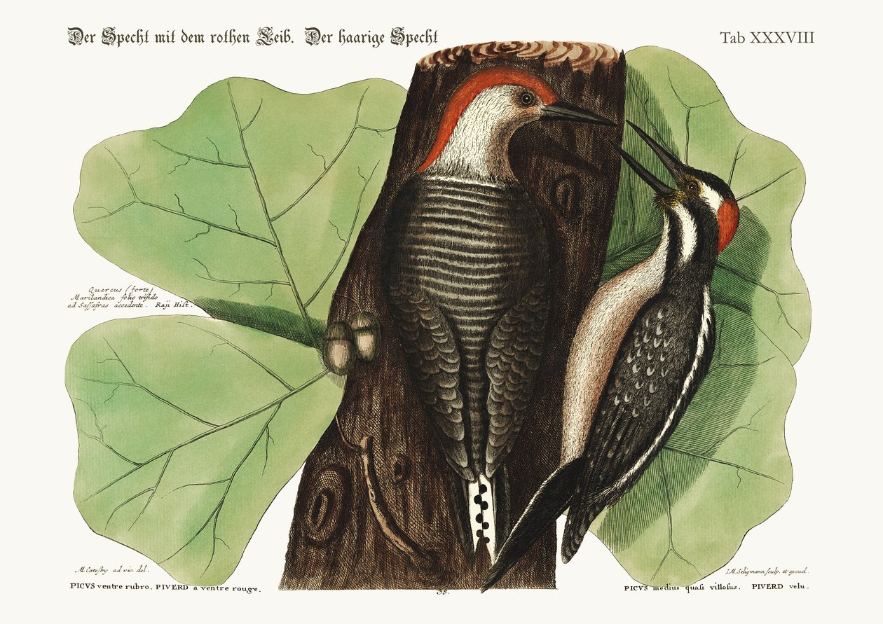 Le pic à ventre rouge. Le pic chevelu., 1749-73 - Mark Catesby