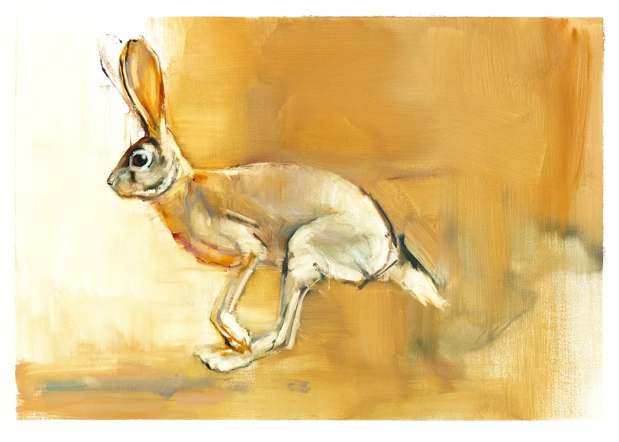 Lièvre du Cap, 2010 - Mark Adlington