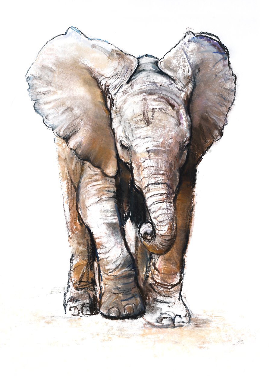 Concentration (bébé éléphant), 2018 - Mark Adlington