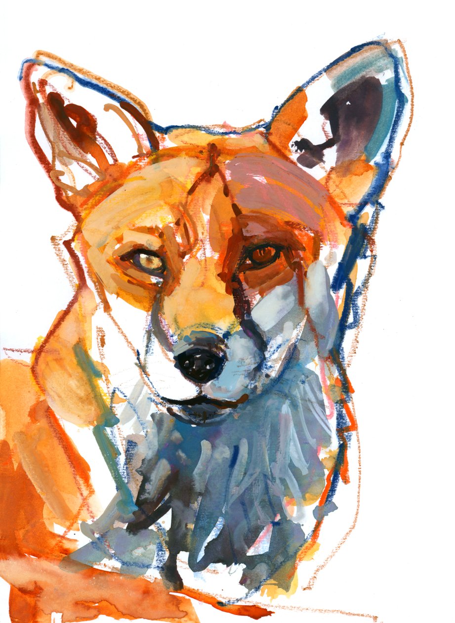 Renard mâle - Mark Adlington