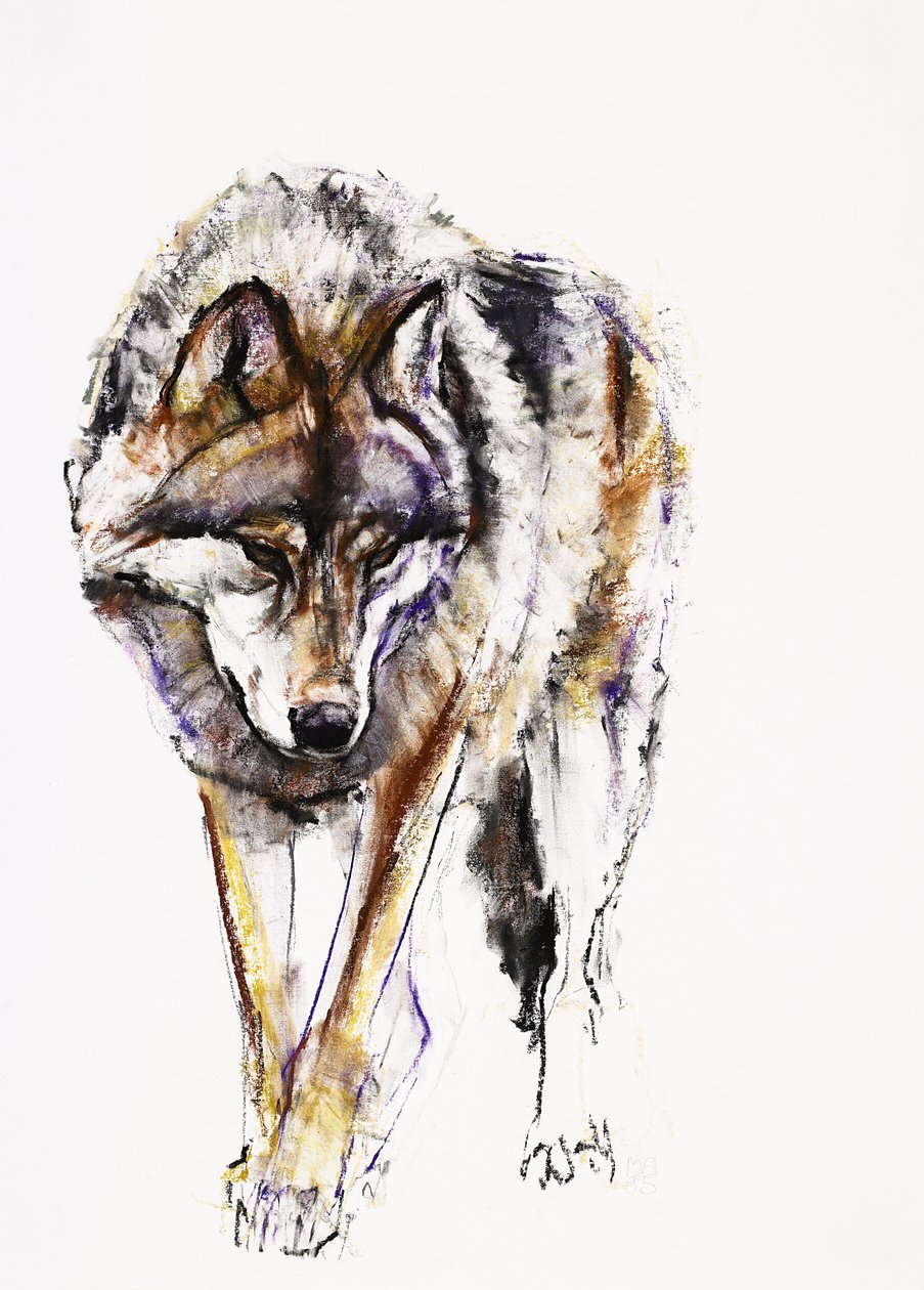Loup européen - Mark Adlington