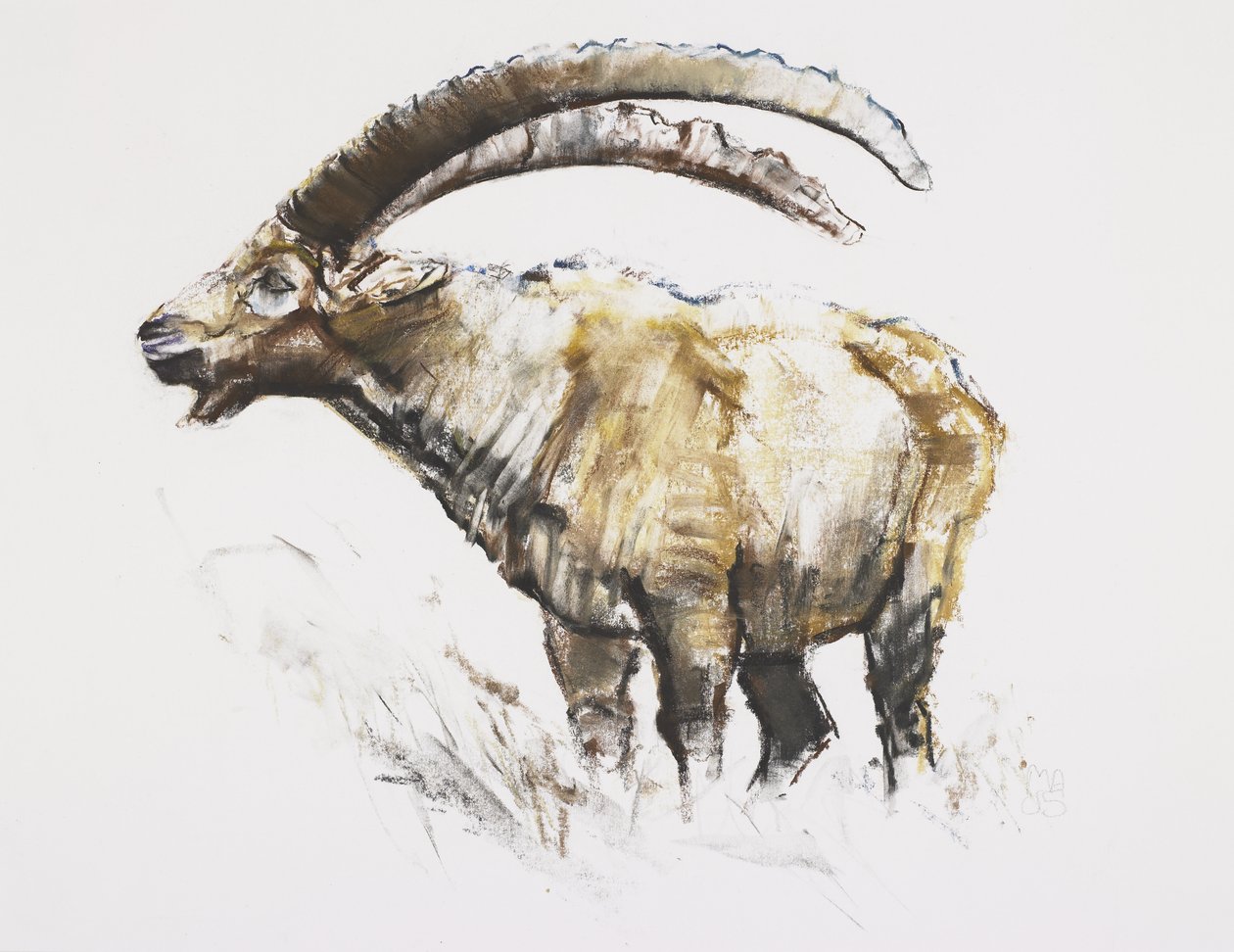 Ibex, Noasca - Mark Adlington