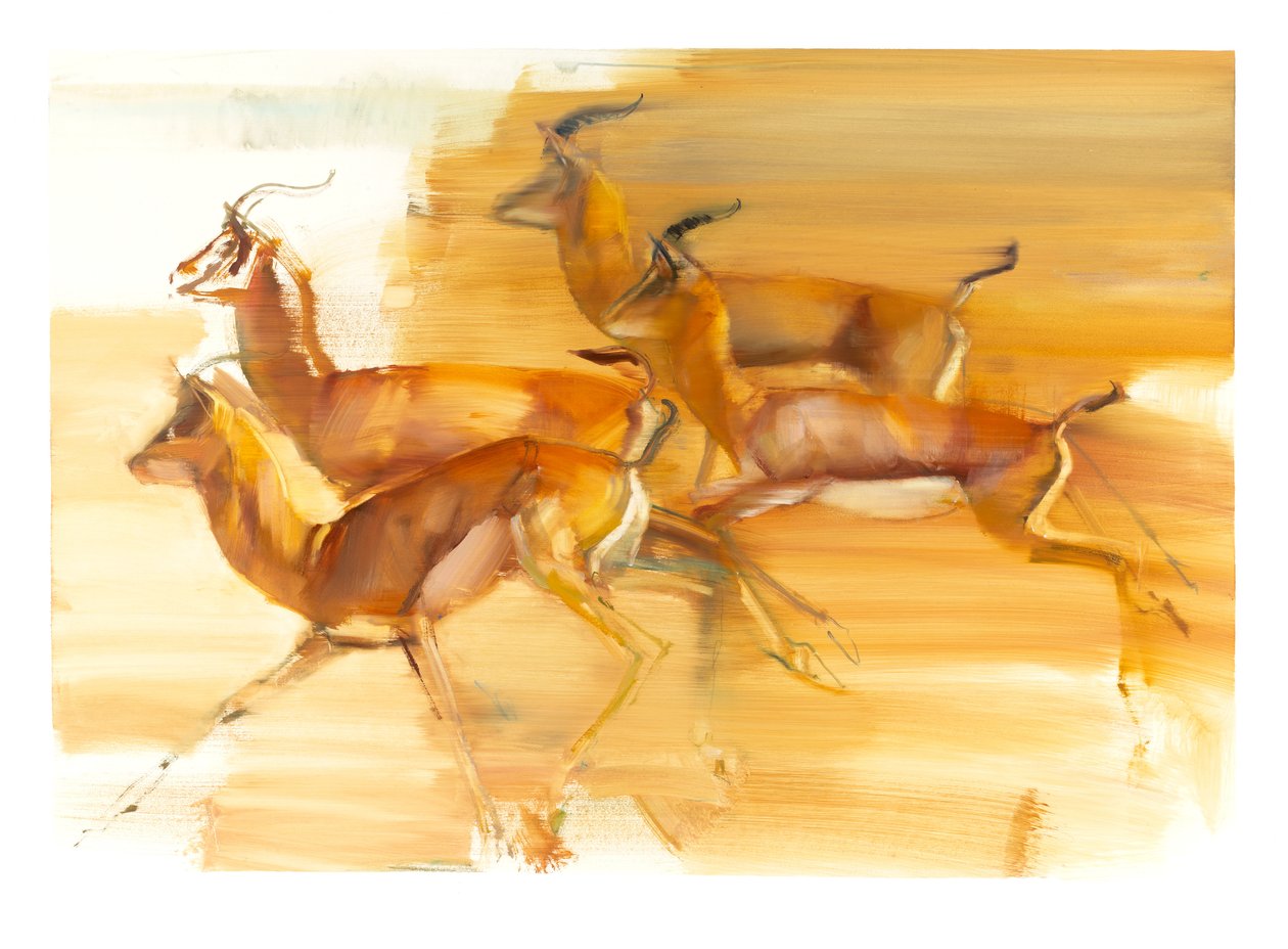 Gazelles en course, 2010 - Mark Adlington