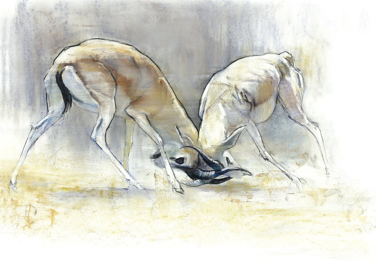 Gazelles des sables, 2009 - Mark Adlington