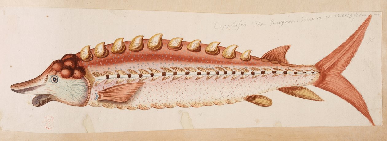 Un poisson - Mark Catesby