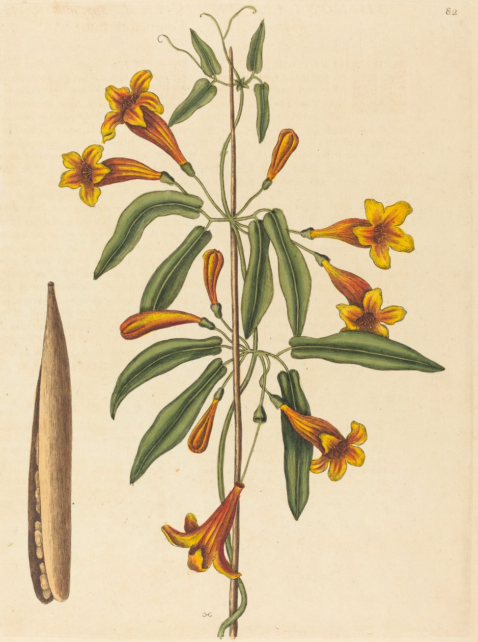Bignone (Bignonia capreolata) - Mark Catesby