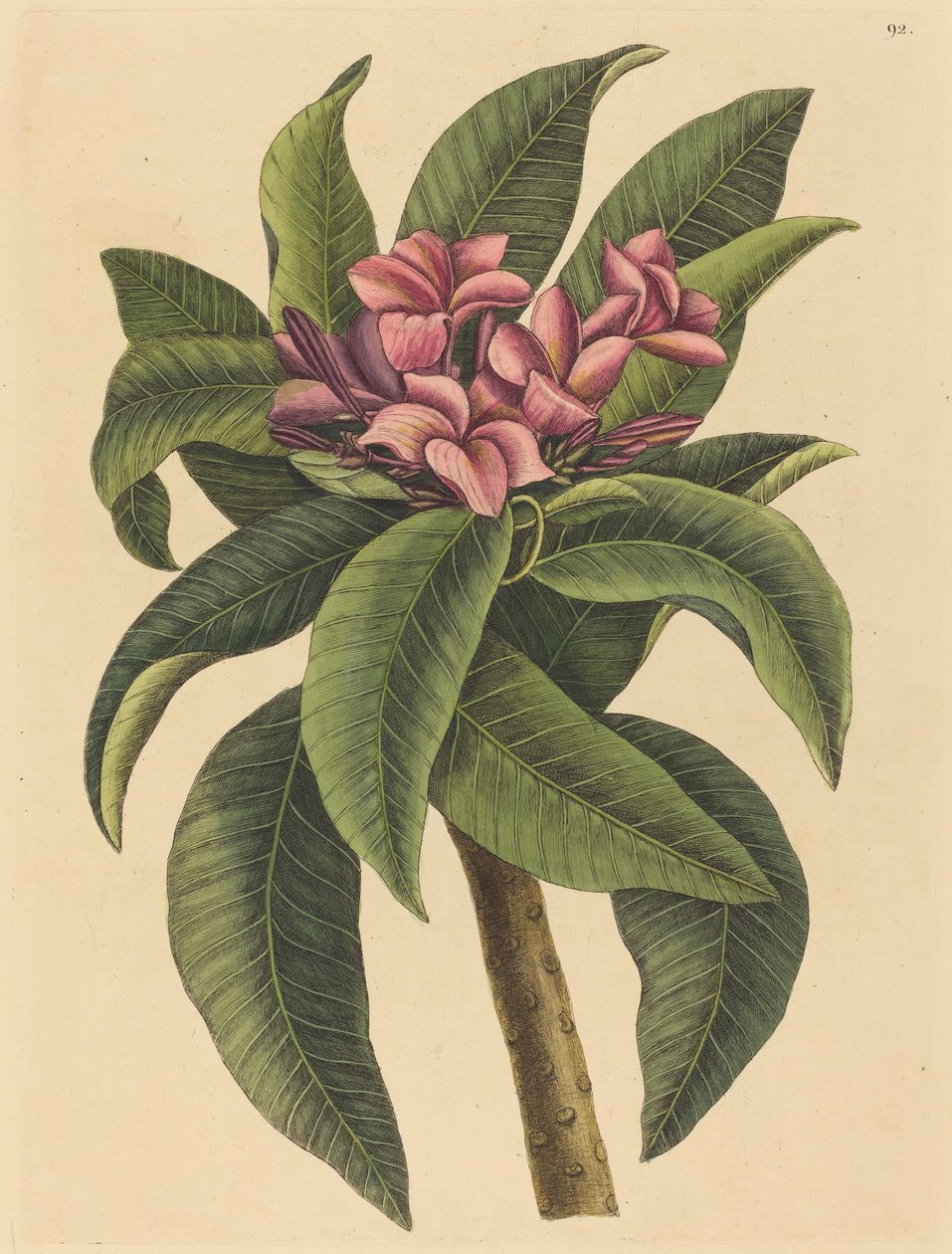 Frangipanier rouge (Plumeria rubra) - Mark Catesby
