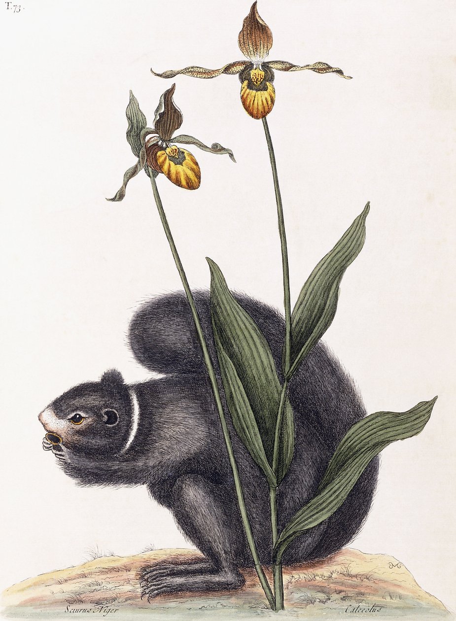 Sciurnus Niger - Mark Catesby