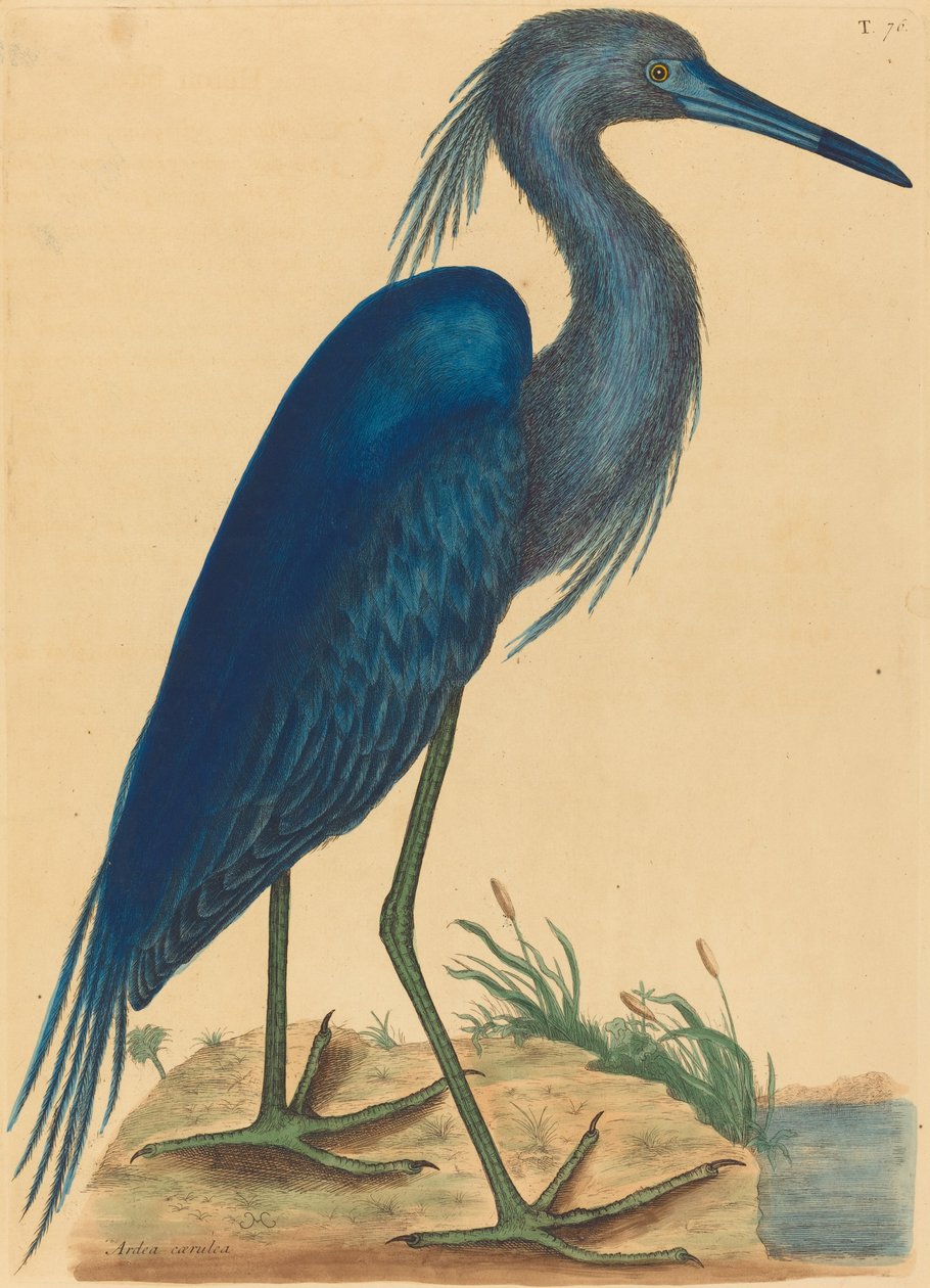 Le héron bleu (Ardea coerulea) - Mark Catesby