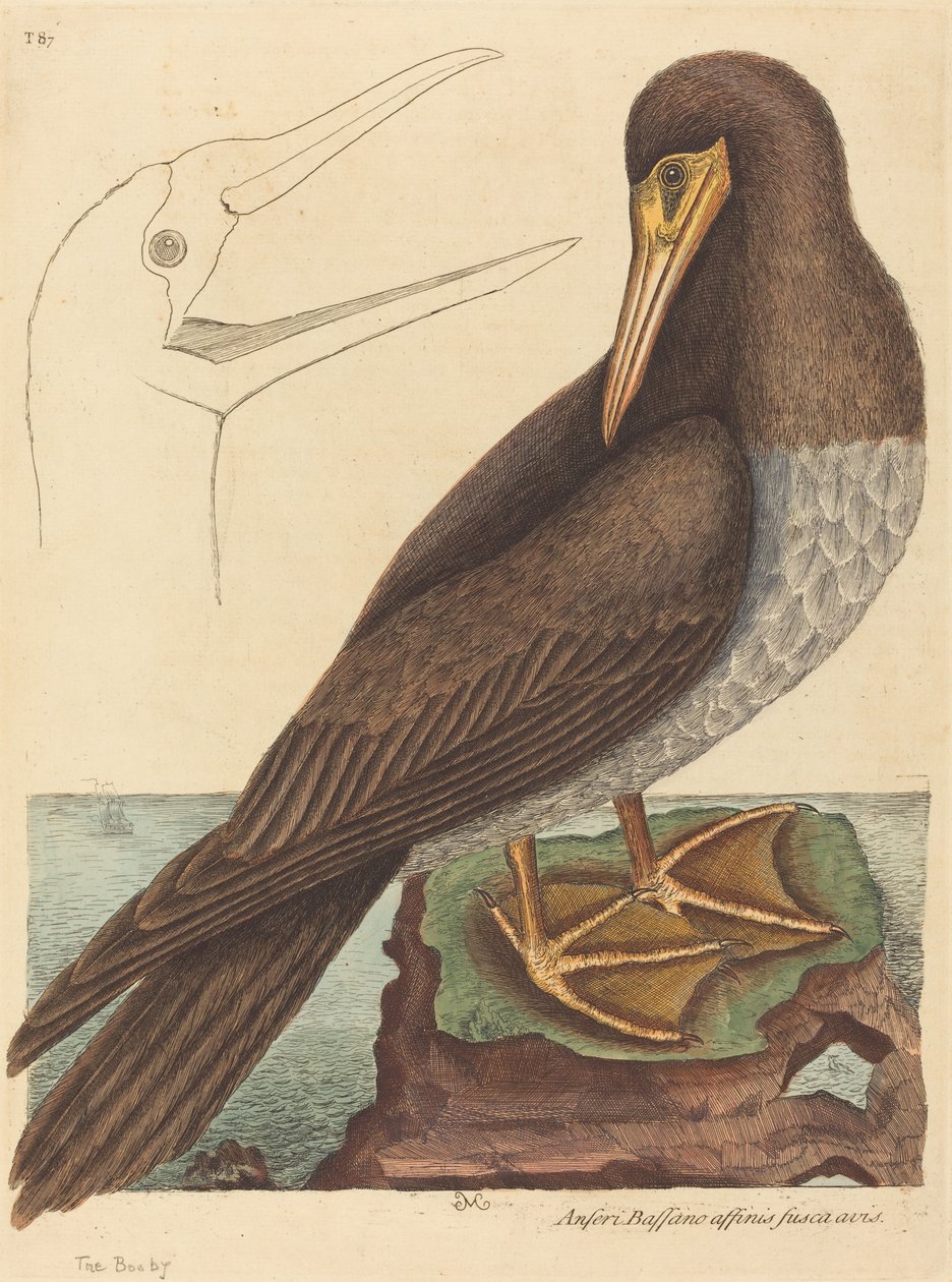Le Fou (Pelecanus Sula) - Mark Catesby