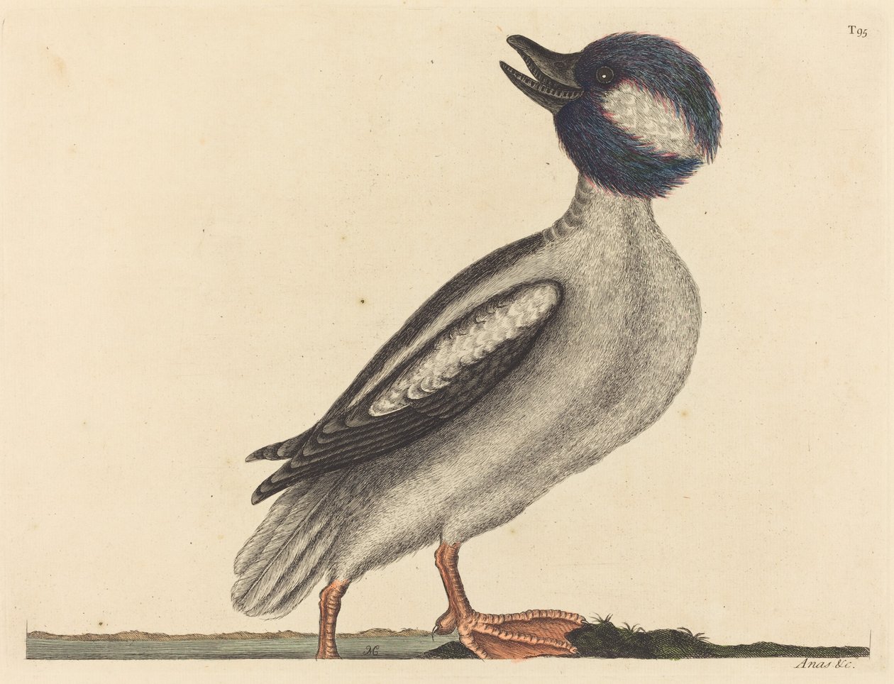 Le canard à tête de buffle (Anas bucephala) - Mark Catesby