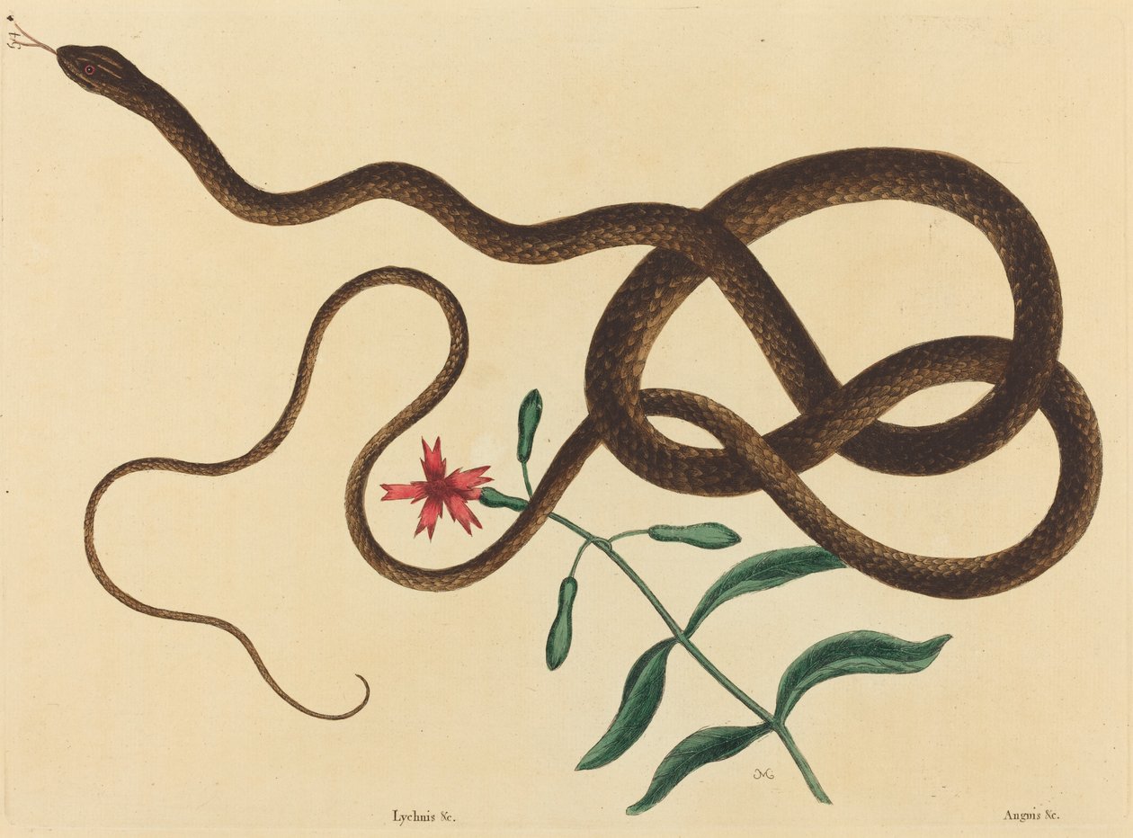 Le serpent fouet (Coluber flagellum) - Mark Catesby