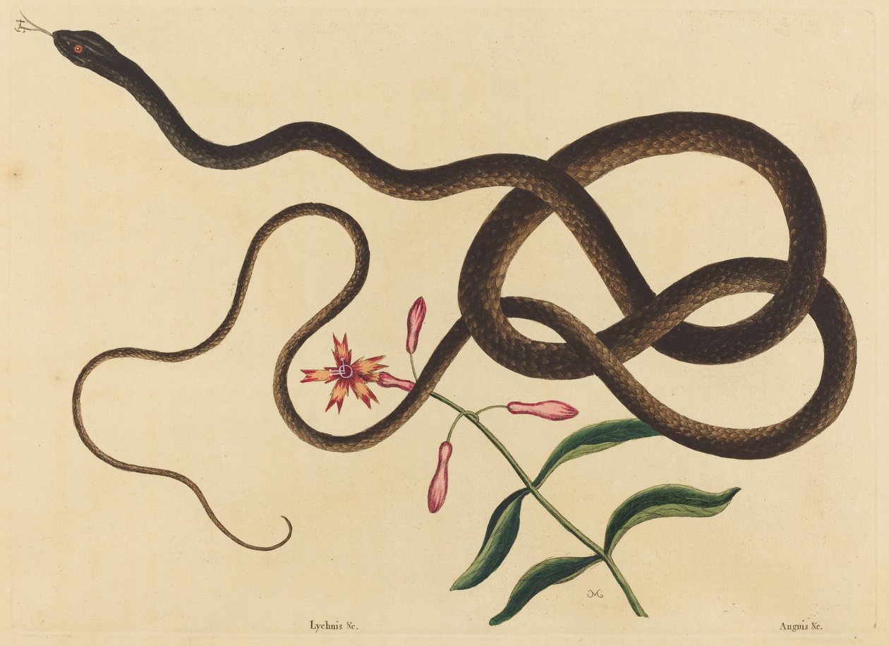 Le serpent fouet (Coluber flagellum) - Mark Catesby