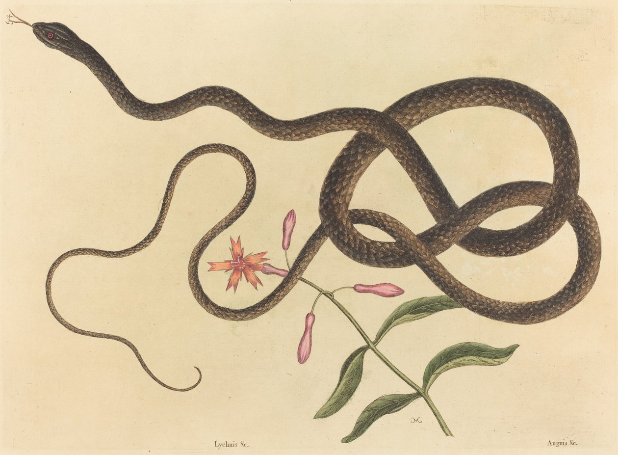 Le serpent fouet (Coluber flagellum) - Mark Catesby