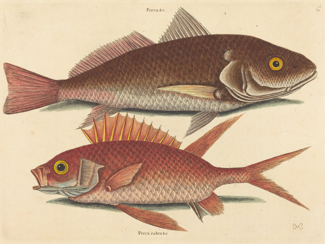 Le Croker (Perca undulata) - Mark Catesby