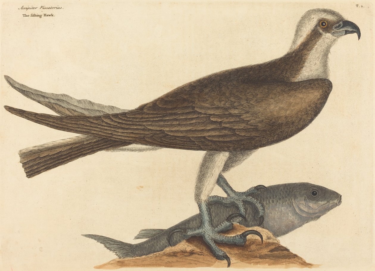 Le Faucon pêcheur Falco haliaetus, publié en 1754 - Mark Catesby