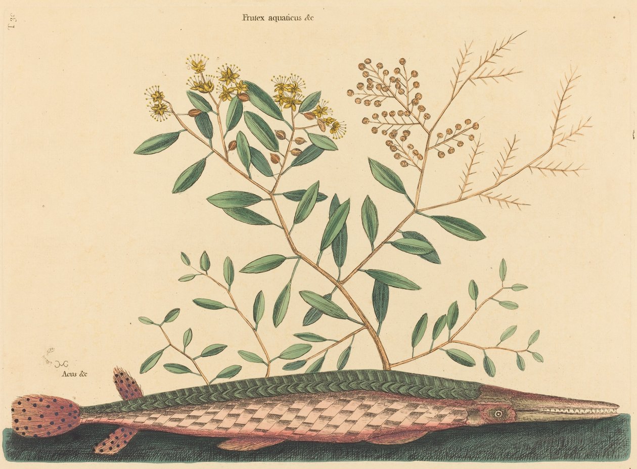 Le Poisson vert (Esox osseus) - Mark Catesby
