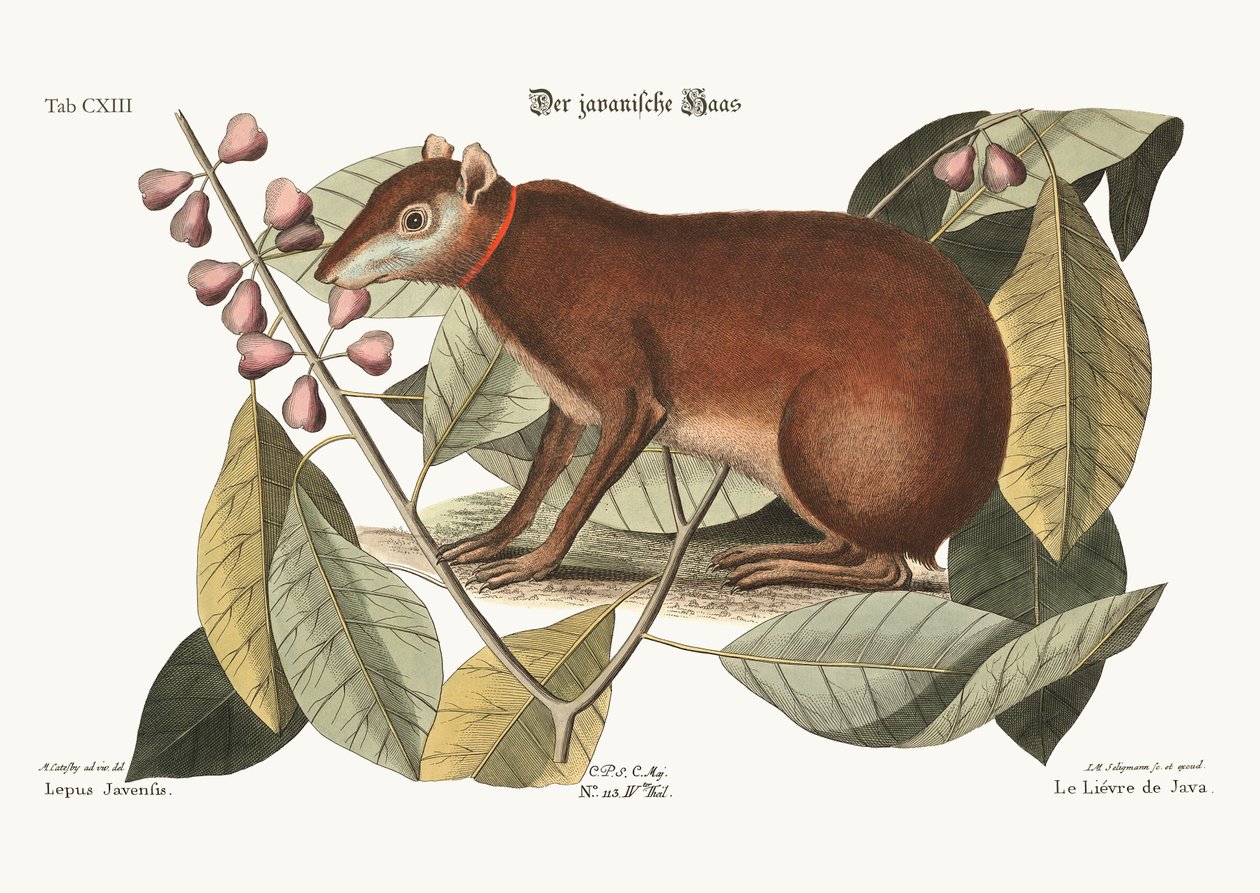 Le lièvre de Java, 1749-73 - Mark Catesby