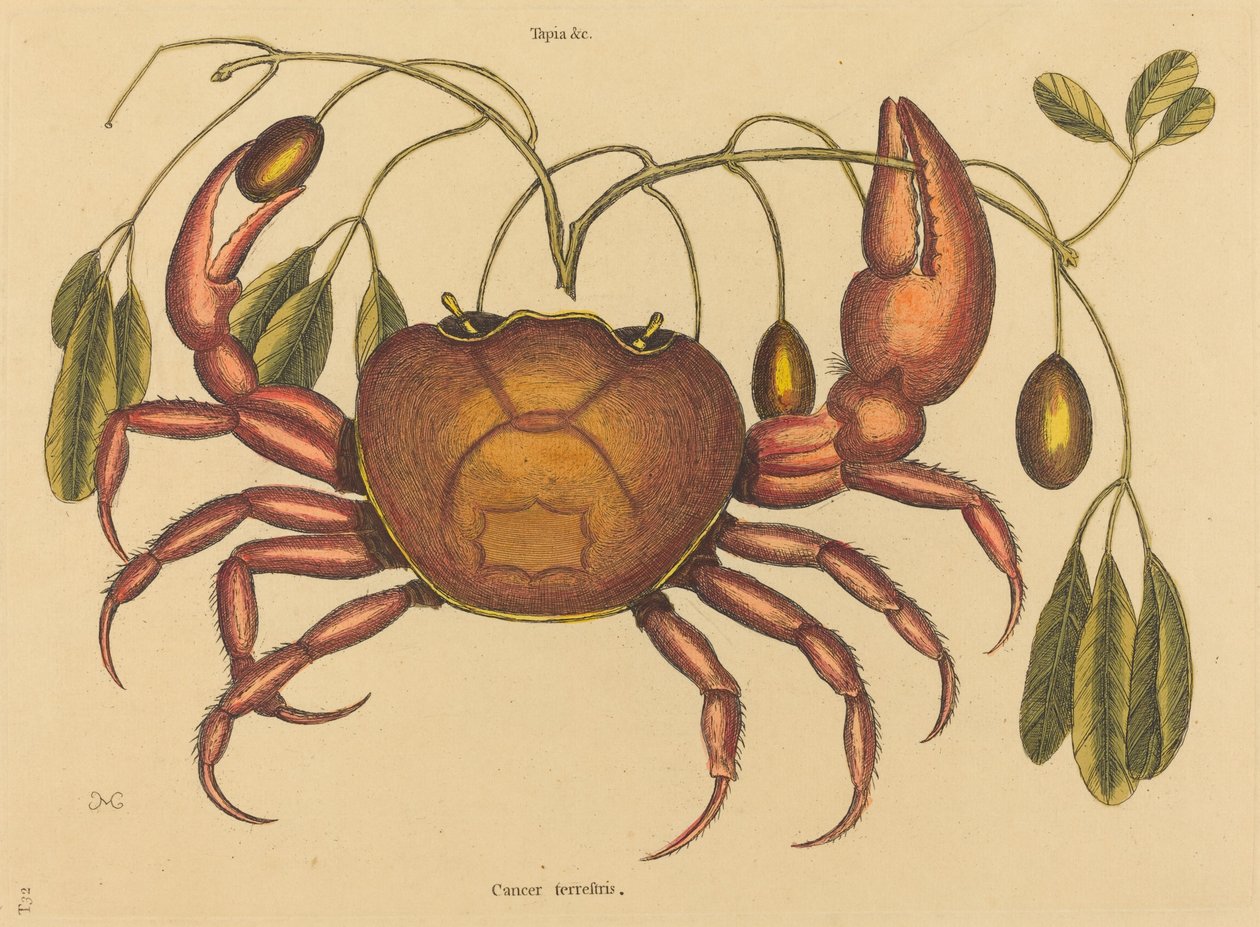 Le crabe terrestre (Cancer ruricola) - Mark Catesby