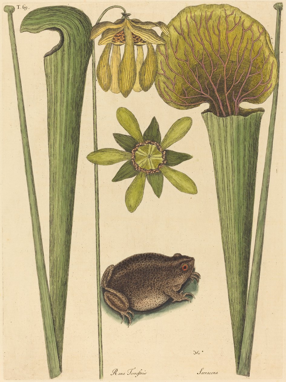 La grenouille terrestre (Rana) - Mark Catesby