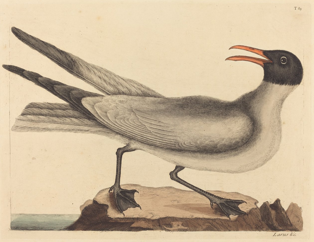 Le Goéland rieur Larus articilla, publié 1731-1743 - Mark Catesby