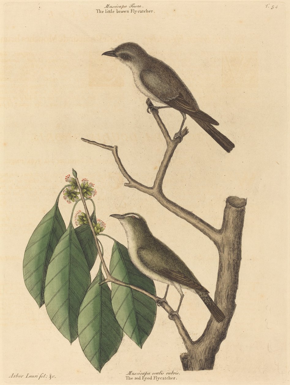 Le Petit Moucherolle Brun - Mark Catesby