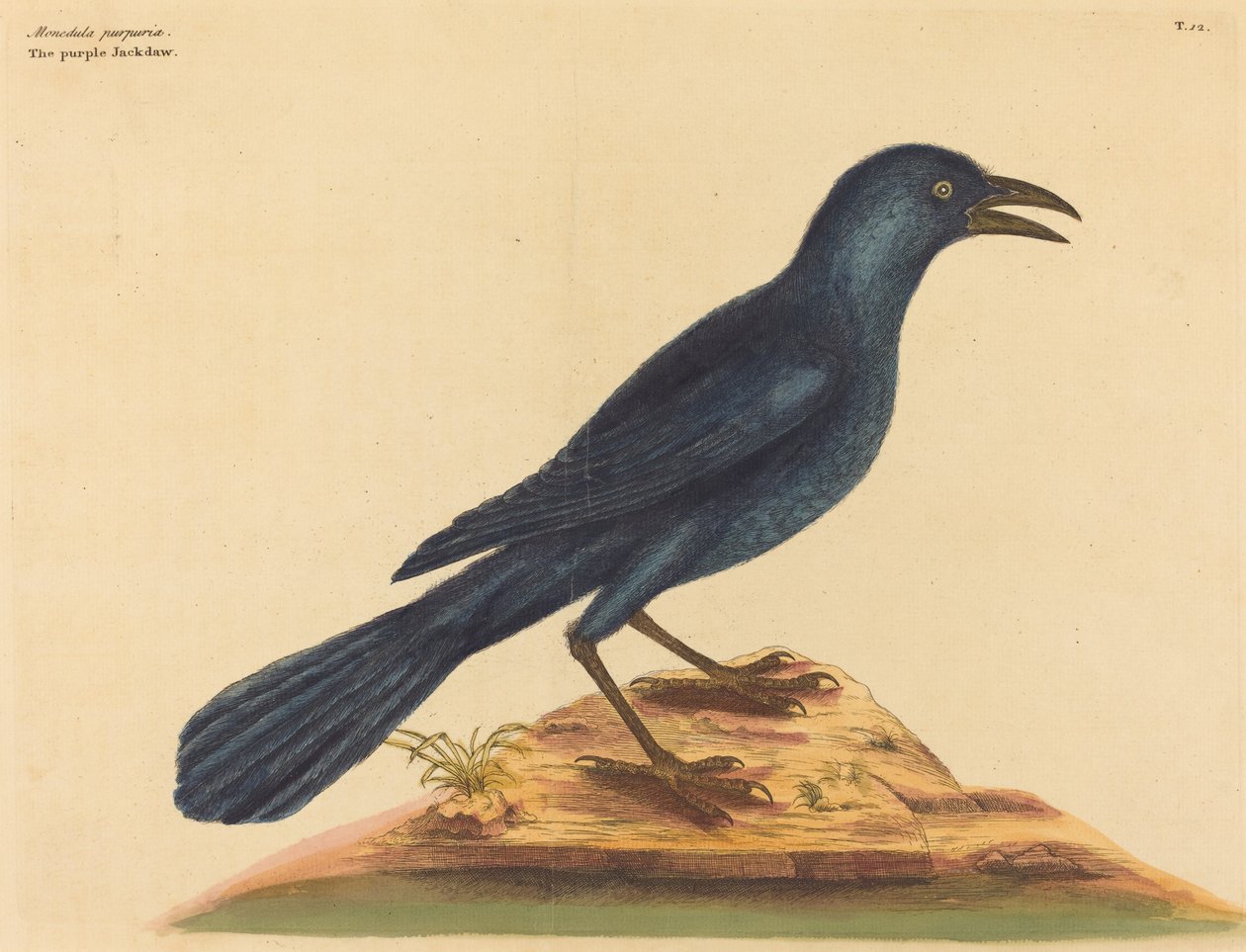 Le choucas violet (Gracula Quiscula) - Mark Catesby