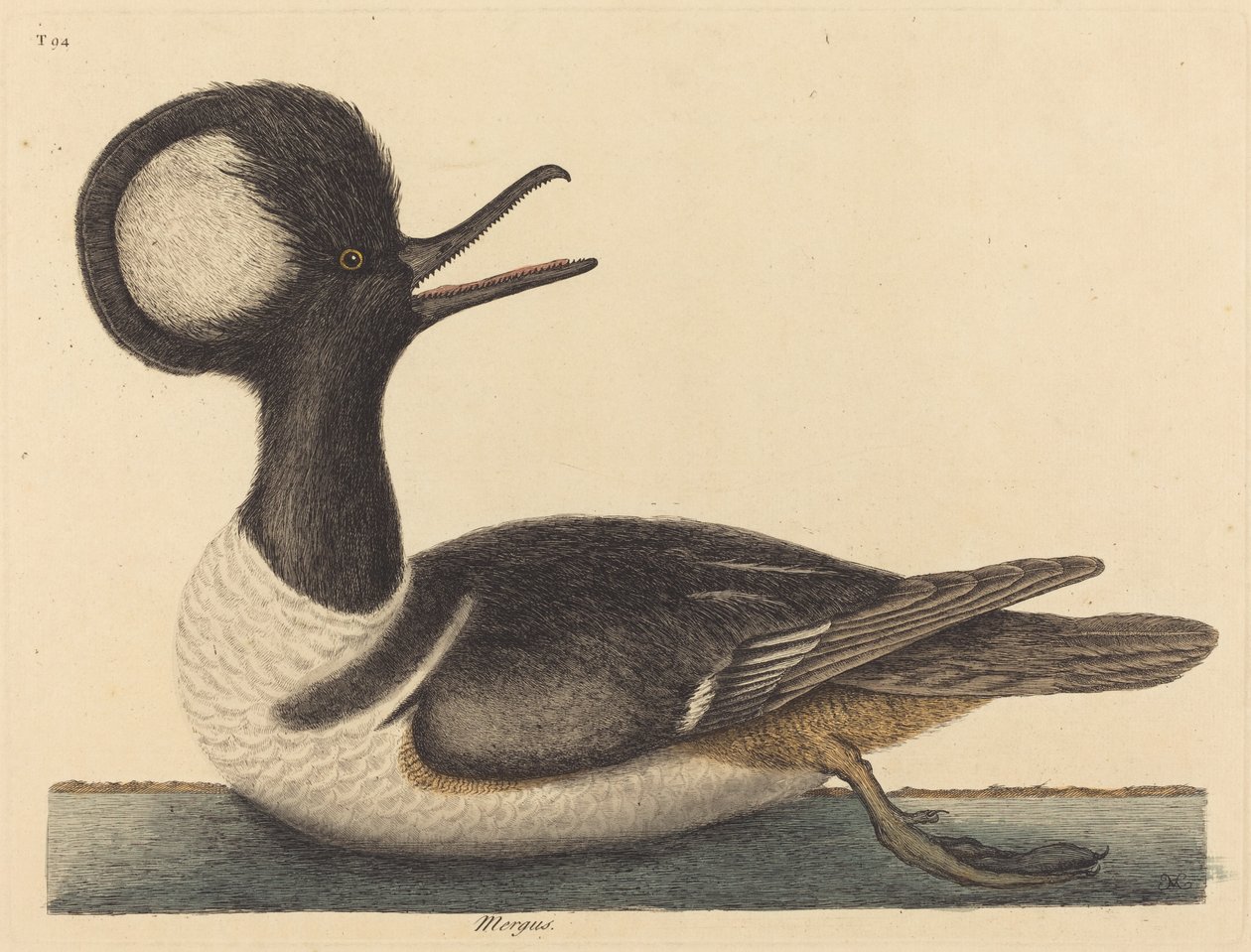 Le Canard huppé (Mergus cucullatus) - Mark Catesby