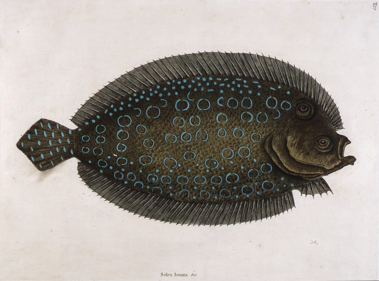 La sole (Solea lunata  c) - Mark Catesby