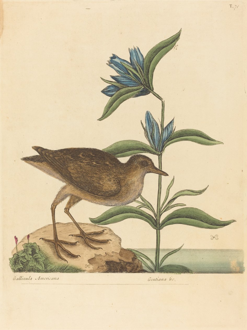 Le Râle de Virginie - Mark Catesby