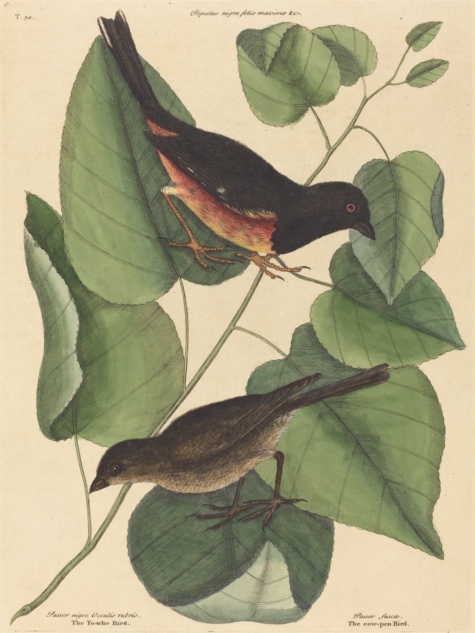 Le Towhe Bird (Fringilla erythrophthalma) - Mark Catesby