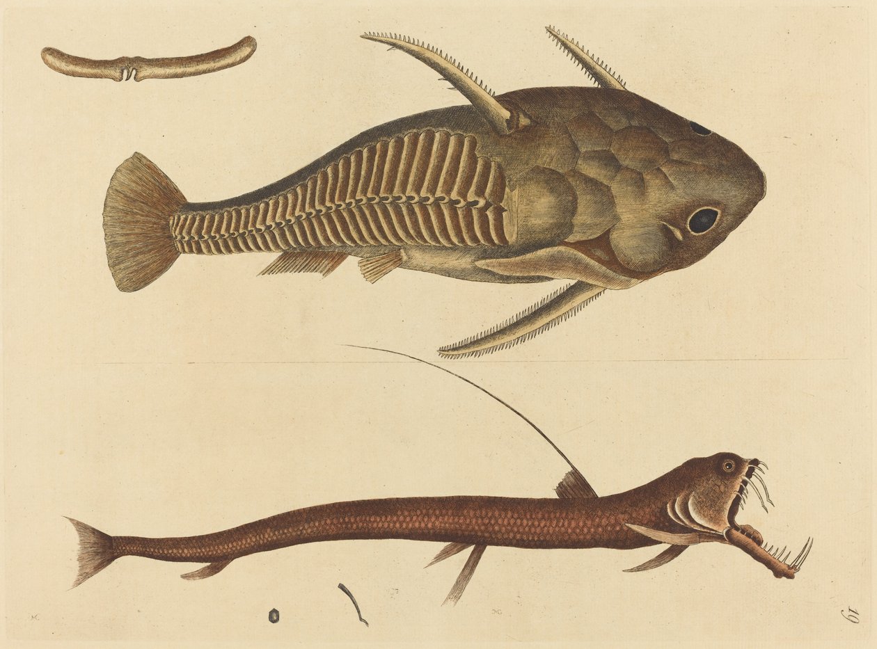 Le Silure (Silurus cataphractus) - Mark Catesby
