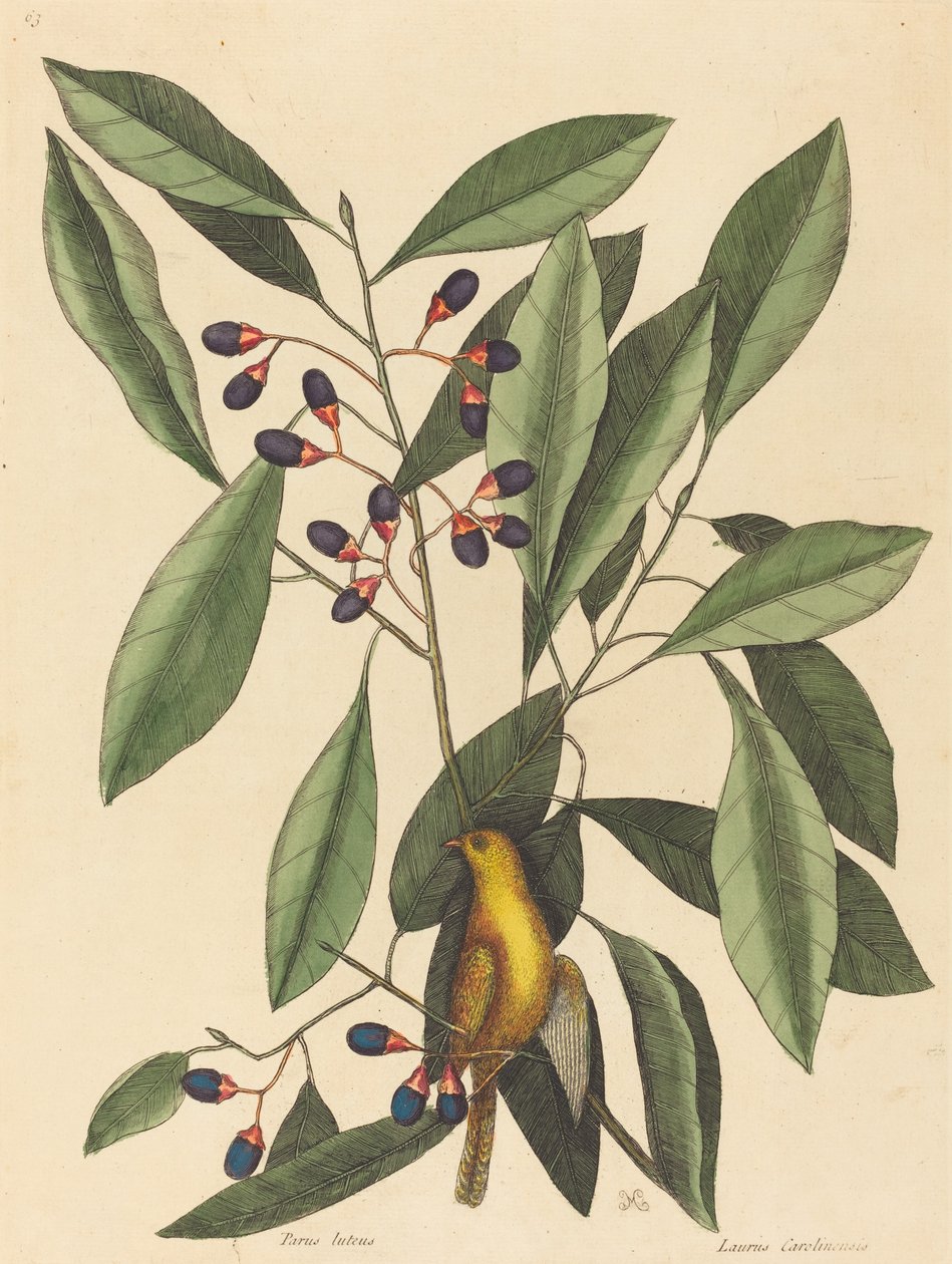 La mésange jaune (Motacilla trochilus) - Mark Catesby