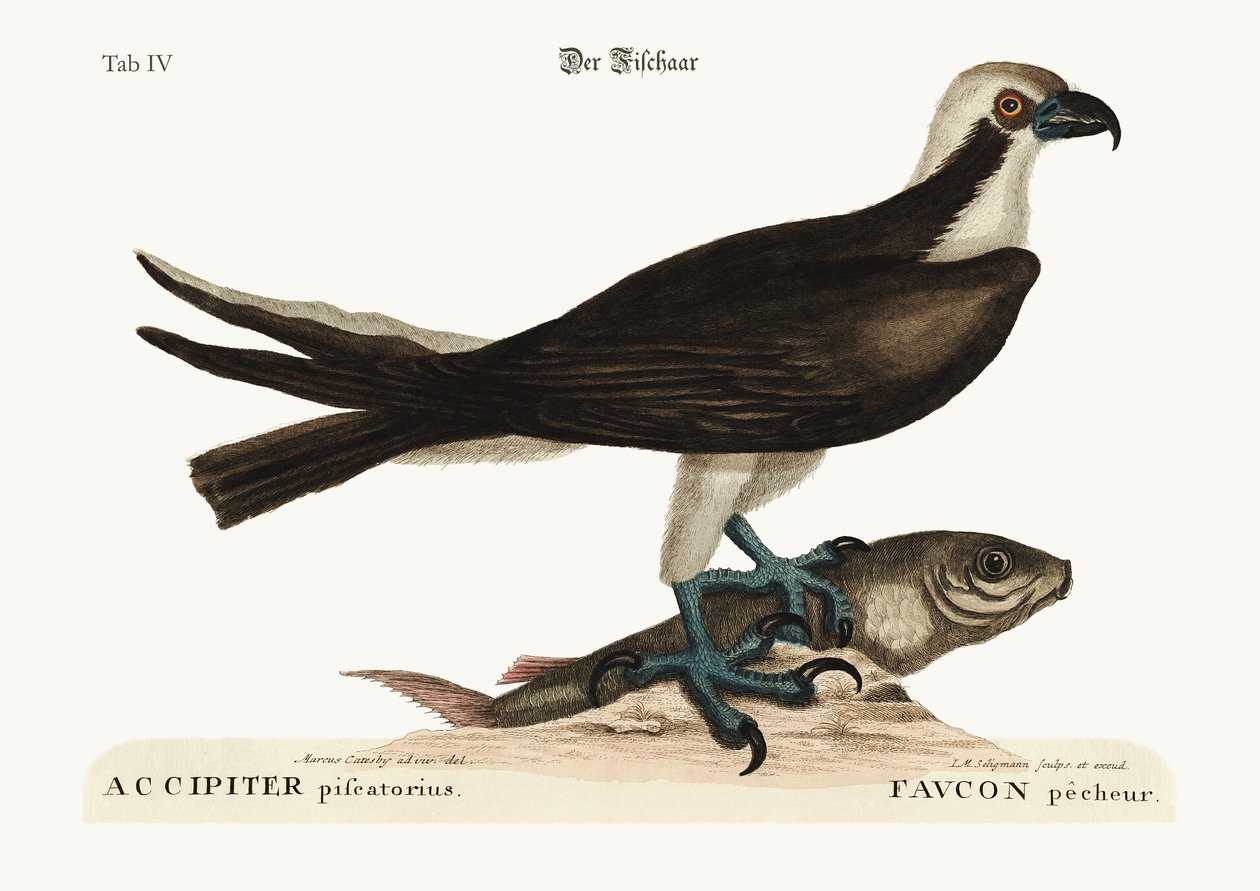 Le faucon pêcheur, 1749-73 - Mark Catesby