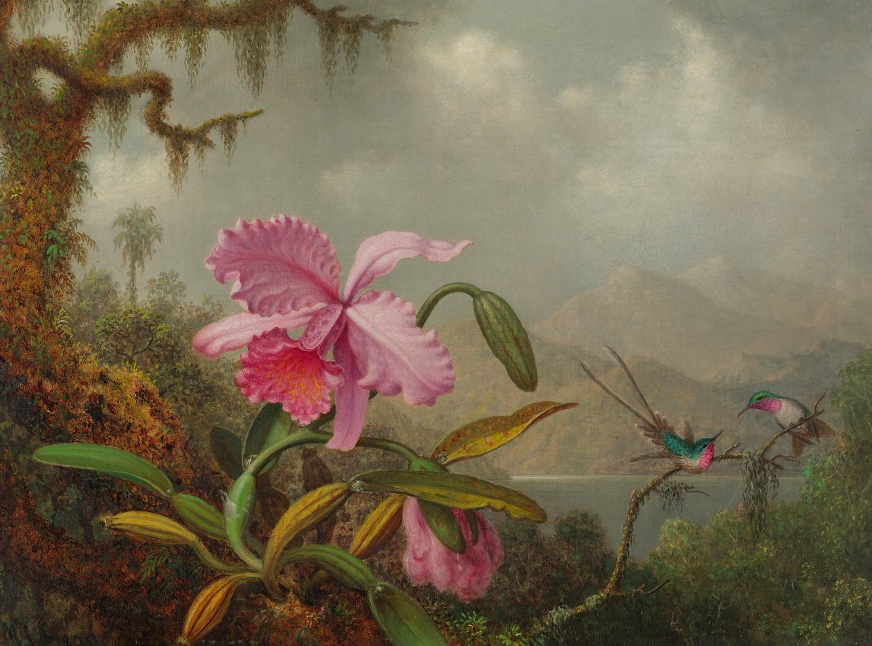Orchidées et colibris - Martin Johnson Heade