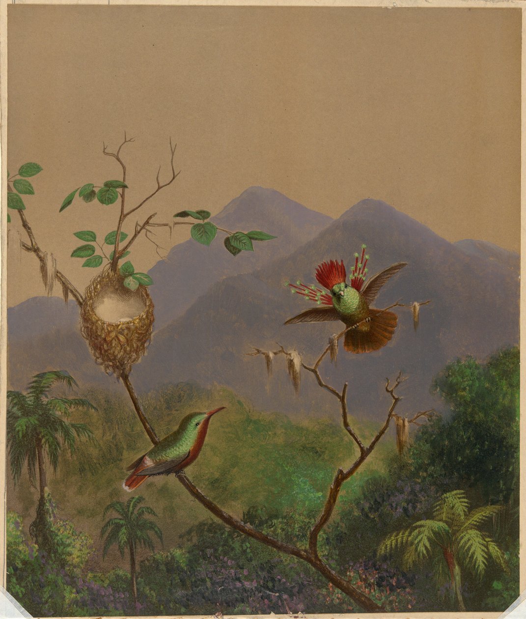 Colibris brésiliens III - Martin Johnson Heade