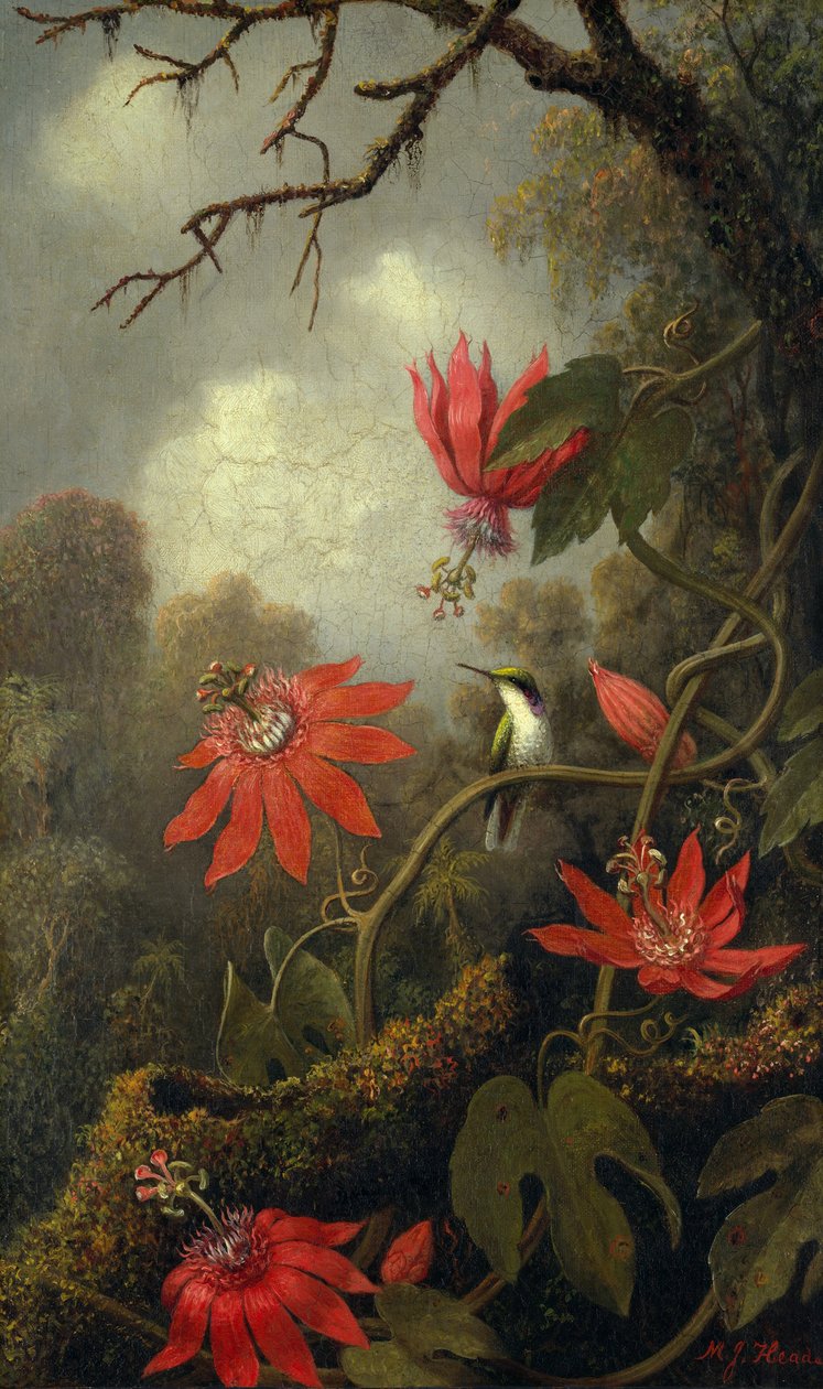 Colibri et Fleurs de la Passion - Martin Johnson Heade