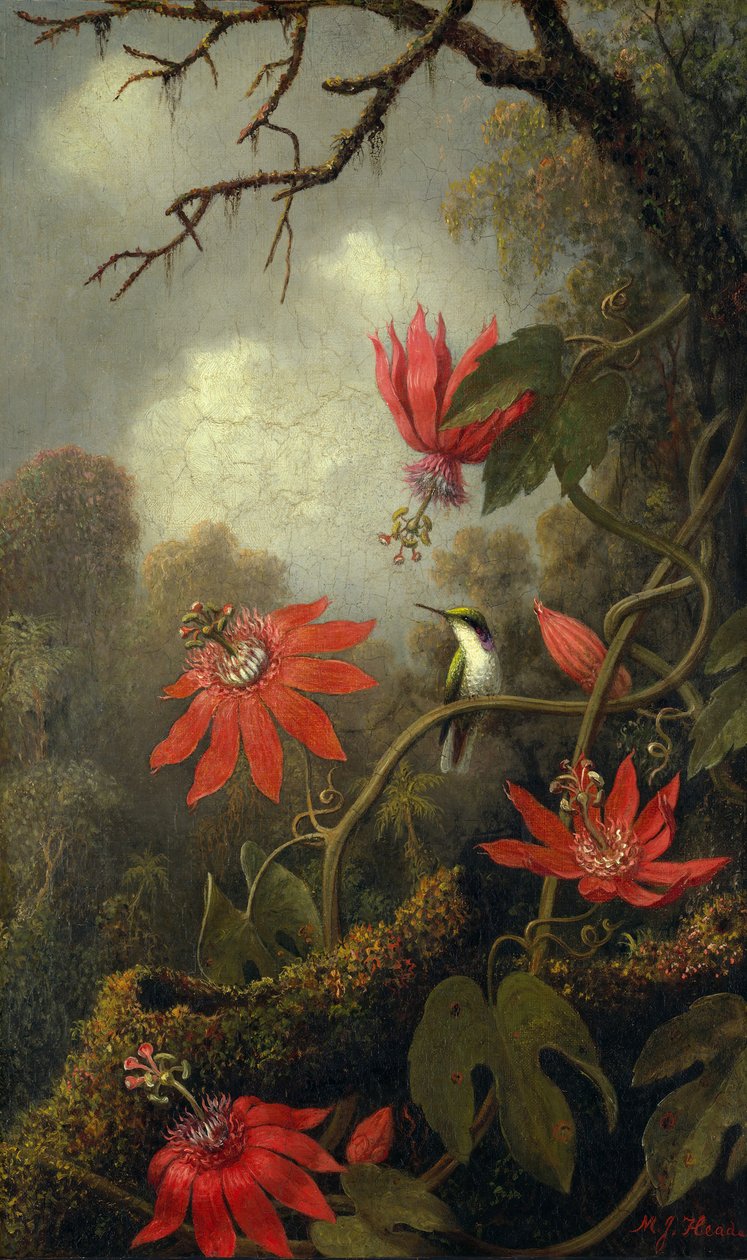 Colibri et fleurs de la passion - Martin Johnson Heade