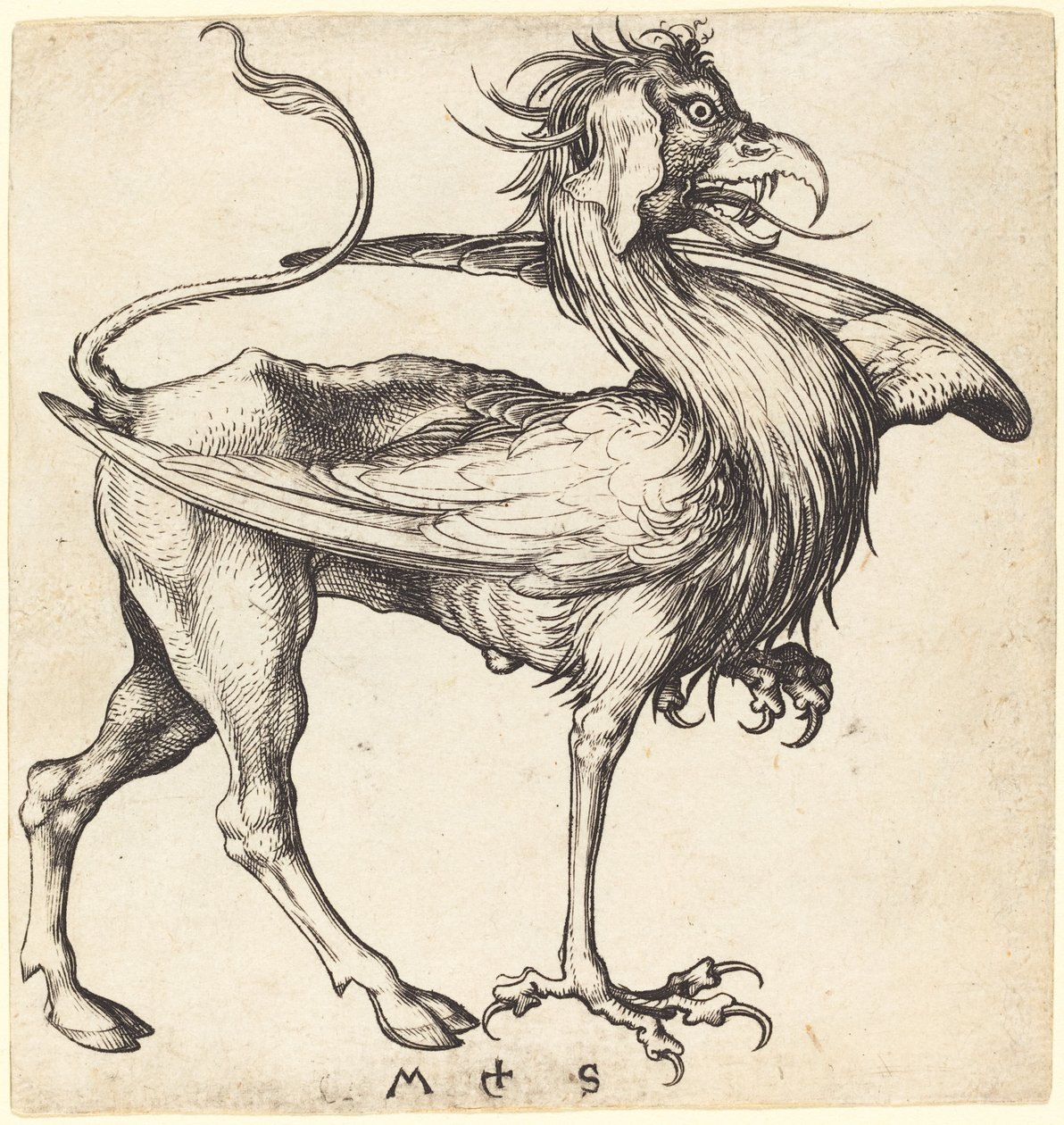 Le Griffon - Martin Schongauer